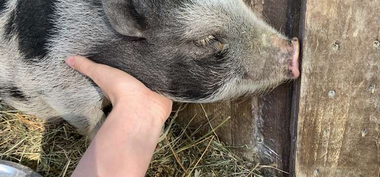 Sokoliareň a minizoo Devín