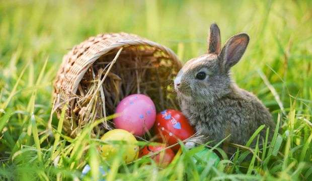 veľkonočný zajac vajíčka