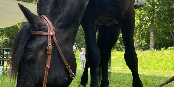 Prechádzky na koni, tréning jazdenia aj kúžok pre deti/Šenkvice