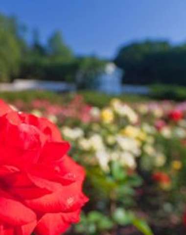Viedenský les – park kláštora Heiligenkreuz a Dni ruží v rakúskom Baden
