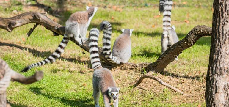 Vstupenka do ZOO a Monkeylandu pre dospelých, detí aj dôchodcov