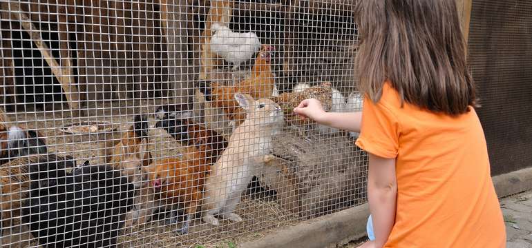Mini ZOO