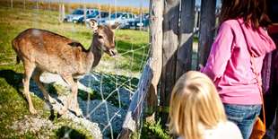 Zábavný park INWALD v Poľsku - MINIZOO