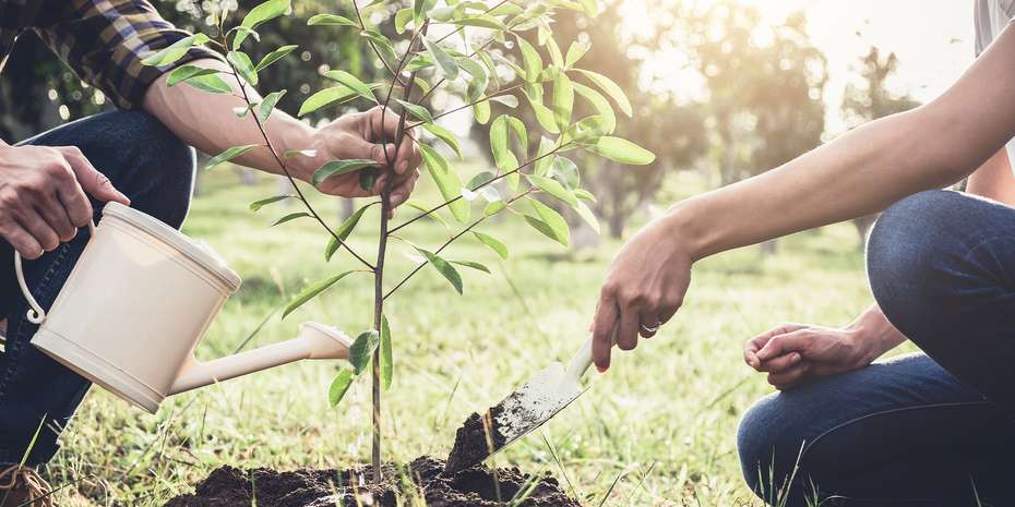 Svadobný strom darcek