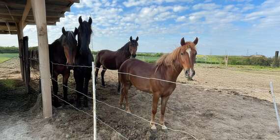 Prechádzky na koni, tréning jazdenia aj kúžok pre deti/Šenkvice