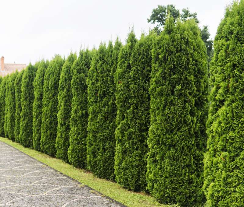 Thuja Smaragd je u nás hojně vysazována pro svou velmi hustou korunu, která navíc drží tvar