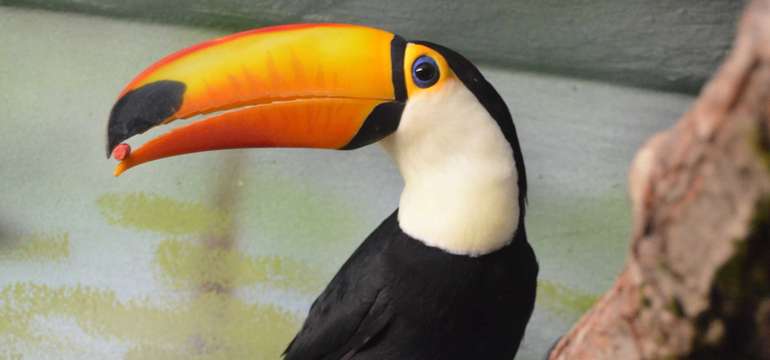 V cene rodinného pobytu je vstup do košickej ZOO