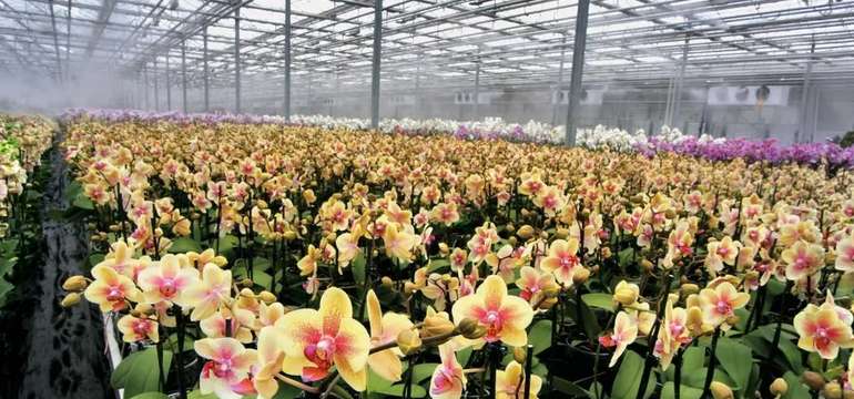 Kráľovstvo orchideí a tropická záhrada: jednodňový zájazd do Slovinska