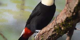 V cene rodinného pobytu je vstup do košickej ZOO