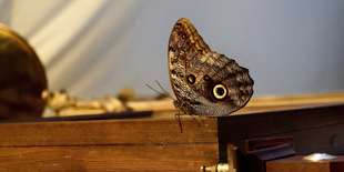 Vstupenky do Living Butterfly Museum v Krakove