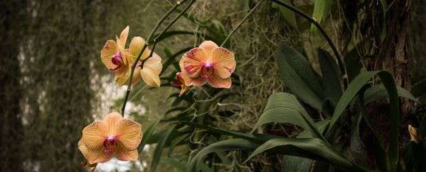 botanicka zahrada bratislava romantika