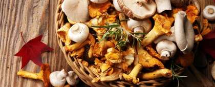 Hurá na huby! - najlepšie lokality a najčastejšie chyby pri zbere a spracovaní húb
