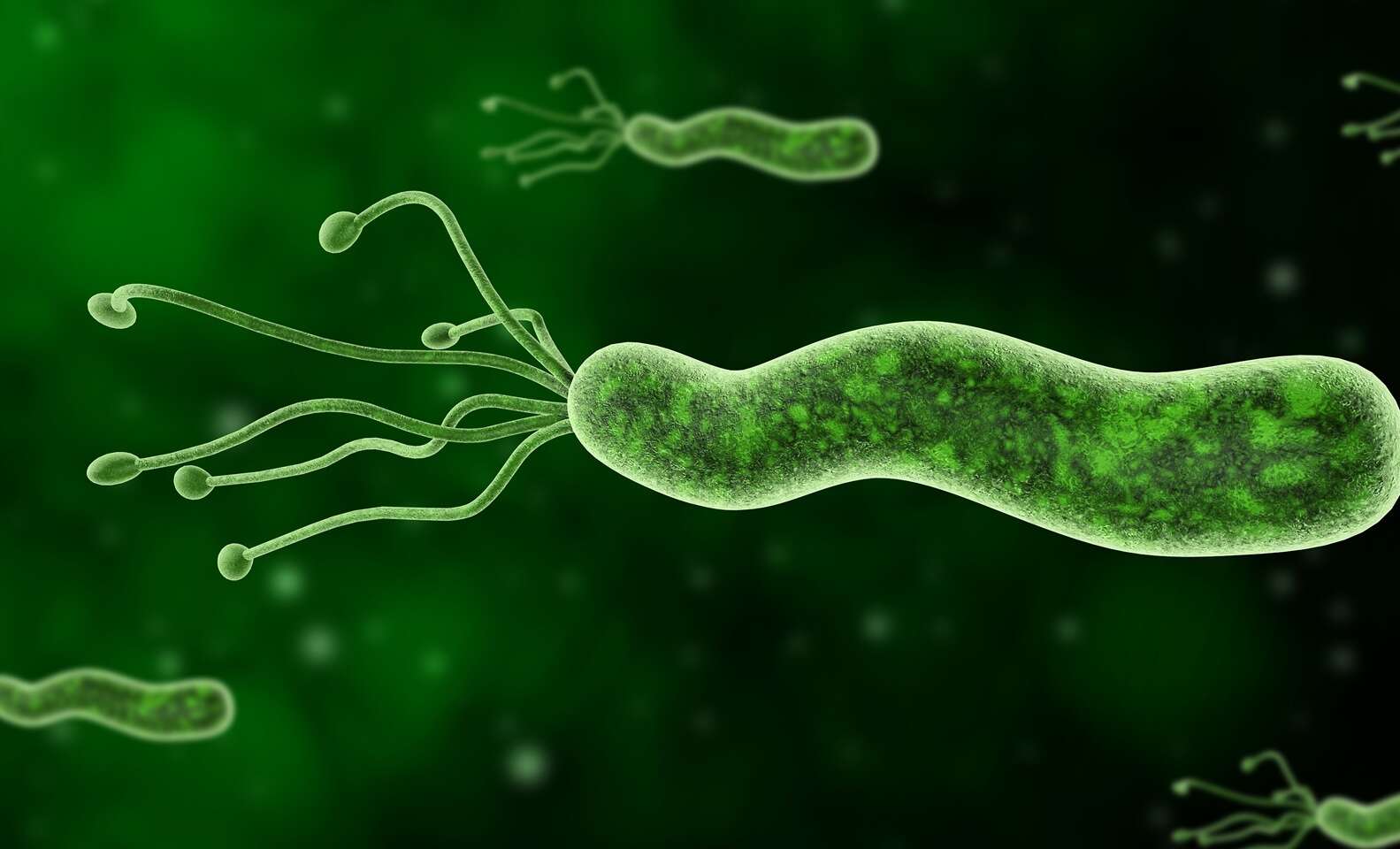 Бактерии являются паразитами животных. Helicobacter pylori изображение бактерии. Хеликобактер пилори 3d. Хеликобактер пилори колонии.