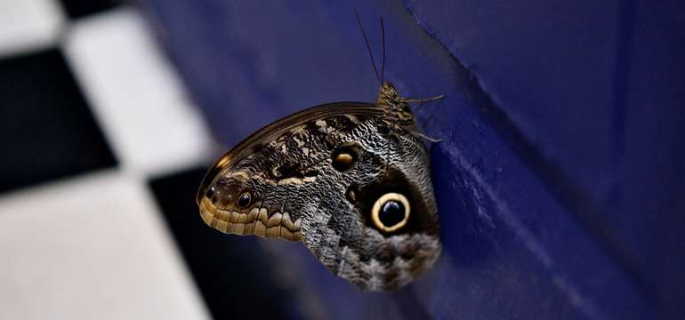 Navštívte exotické Living Butterfly Museum v Poľsku