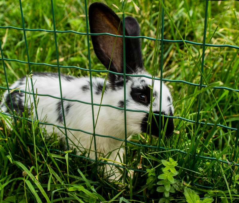 Pri minizoo sa zastaví každé dieťa