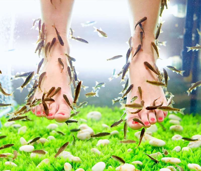Biopedikúra rybičkami Garra Rufa (ilustračné foto)