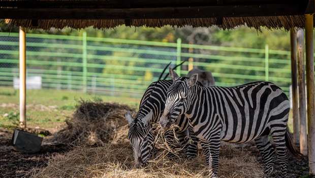 Zoo Košice - tip na vylet s detmi