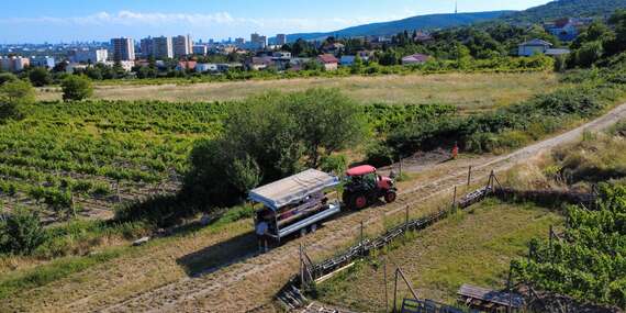 Zažite vinohrad ako nikdy predtým – traktor, víno a história Rače/Bratislava - Rača