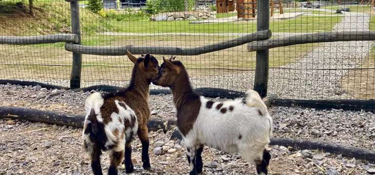 Mini ZOO
