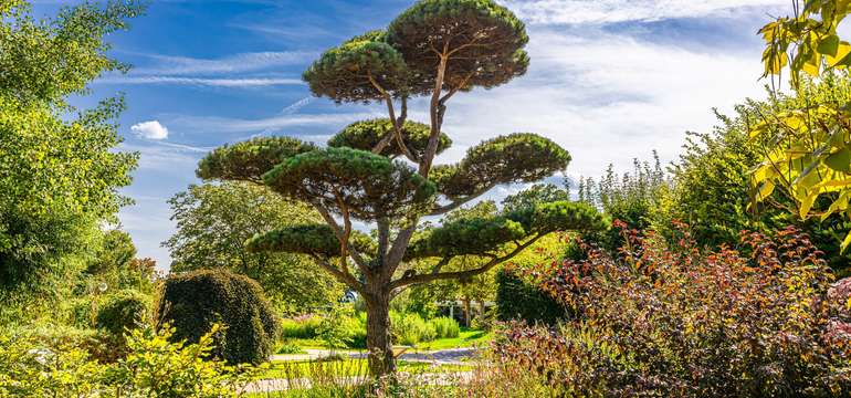 Tvarovaná borovica a kvitnúce kríky vo vzorovej záhrade v Tullne