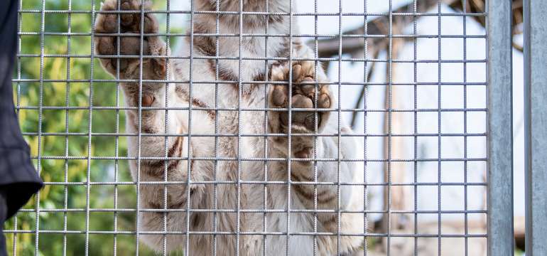 Malkia Park je predovšetkým domovom veľkých mačkovitých šeliem