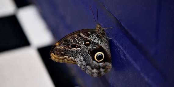 Living Butterfly Museum v Krakove ponúka tropický svet pre rodiny/Poľsko - Krakov