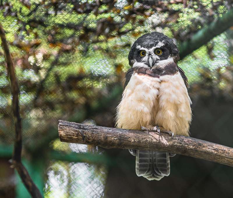Zoologická záhrada Košice so svojimi zvieracími obyvateľmi