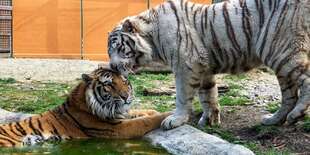 ZOOKONTAKT family park