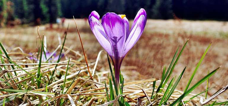 Nie je ťažké uhádnuť, podľa čoho dostal hotel Crocus**** svoje meno