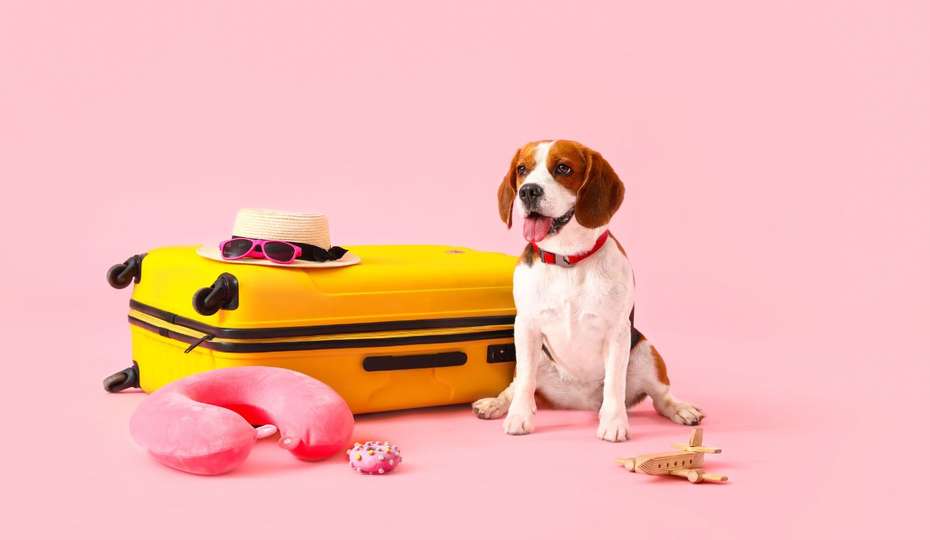 balenie sa na dovolenku so psom