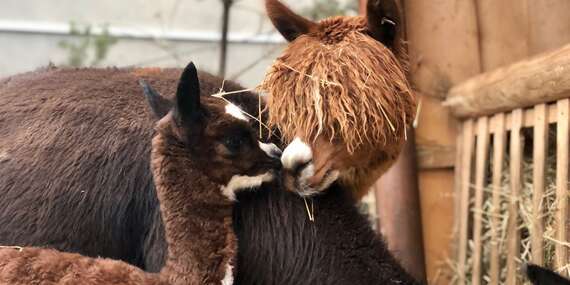 Vstup do ZOOKONTAKT family park v Liptovskom Mikuláši (otvorené celoročne)/Liptovský Mikuláš