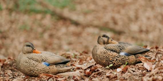 Staňte sa lukostrelcom na 60 minút: Zažite dobrodružstvo v 3D svete!/Topoľčany