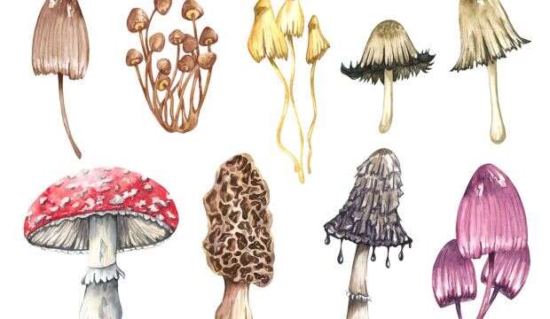 poisonous mushrooms nejedlé hríby