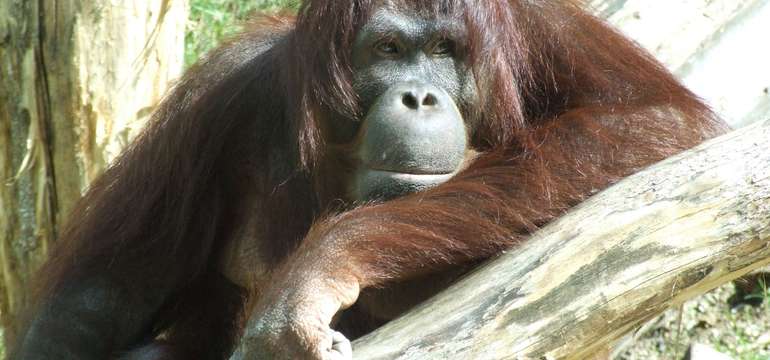 Vstupenka do ZOO a Monkeylandu pre dospelých, detí aj dôchodcov