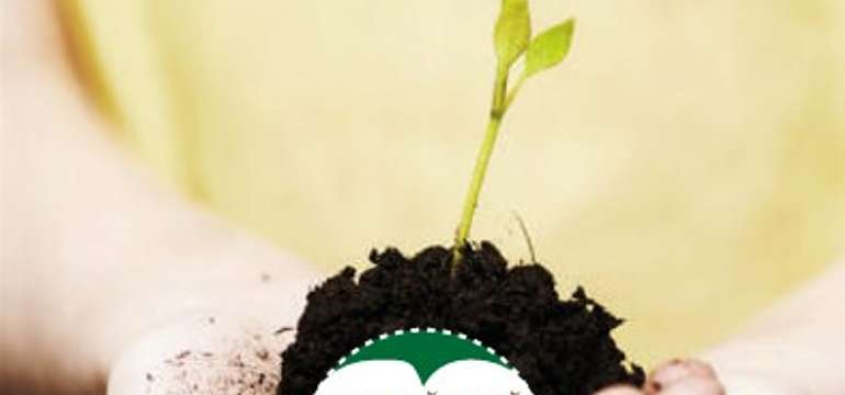 Rastúca pohľadnica - GREEN GREETINGS (Slnečnica) - môžete ju poslať ako bežné pohľadnice