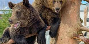 Kto si trúfne priblížiť sa k medveďovi či tigrovi?