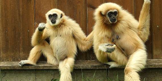 Vstupenky do ZOO v Spišskej Novej Vsi pre dospelých, deti aj dôchodcov/Spišská Nová Ves