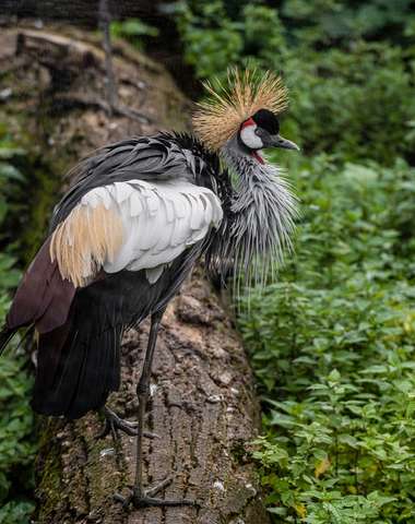 V zoologickej záhrade uvidíte cca 1500 zvierat vrátane unikátov