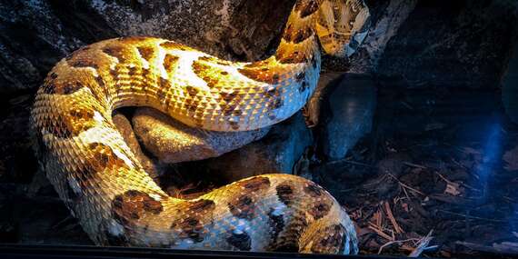 Tropical World - prvá kontaktná ZOO s plazmi na Slovensku v nových väčších priestoroch/Zvolen - Sielnica