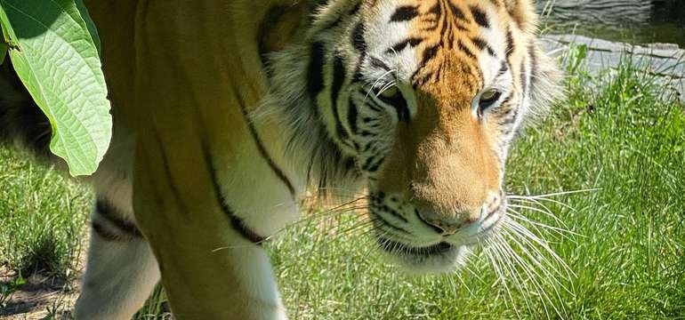 Jedinečný "Safari výlet" na Slovensku v Malkia parku