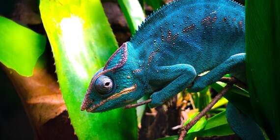 Tropical World - prvá kontaktná ZOO s plazmi na Slovensku v nových väčších priestoroch/Zvolen - Sielnica