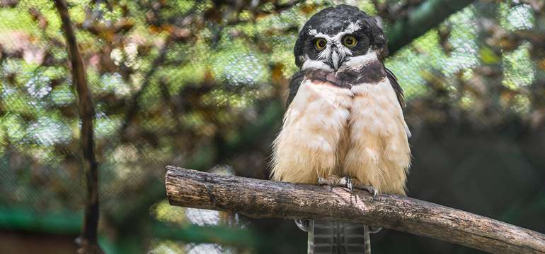Zoologická záhrada Košice so svojimi zvieracími obyvateľmi