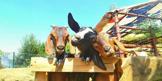 Vstupy do Sokoliarne a minizoo Devín pre deti, dospelých aj rodiny/Bratislava - Devín