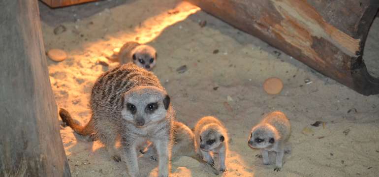 Vstupenka do ZOO a Monkeylandu pre dospelých, detí aj dôchodcov