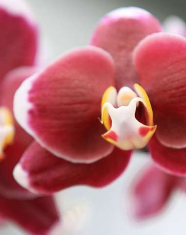 12. ročník: Výstava orchideí v rakúskom Klosterneuburg s prehliadkou mesta Viedeň