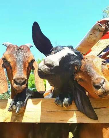 Sokoliareň a minizoo Devín