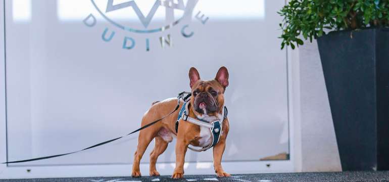 Pet-friendly hotel