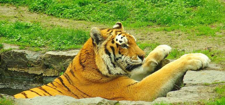 Vstupenka do ZOO a Monkeylandu pre dospelých, detí aj dôchodcov