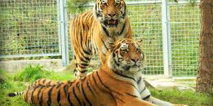 Vstupenka do ZOO a Monkeylandu pre dospelých, detí aj dôchodcov