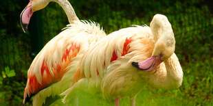 Vstupenka do ZOO a Monkeylandu pre dospelých, detí aj dôchodcov